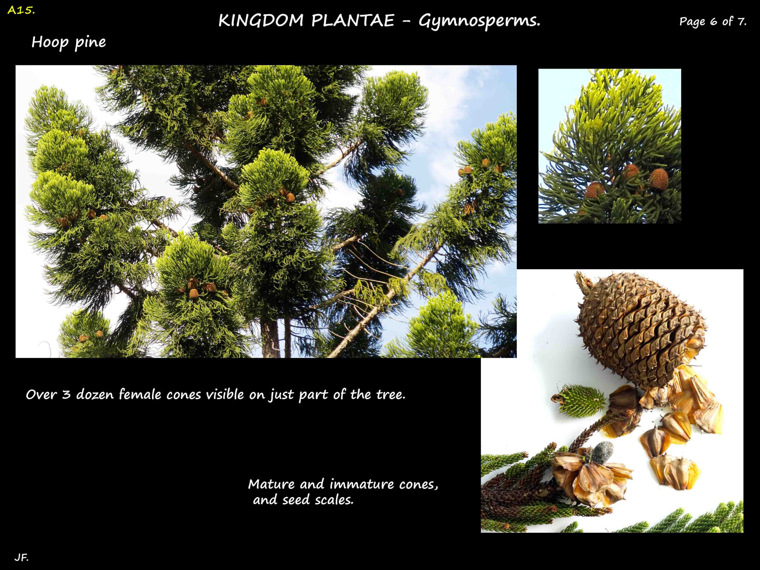 6 Hoop pine female cones 1